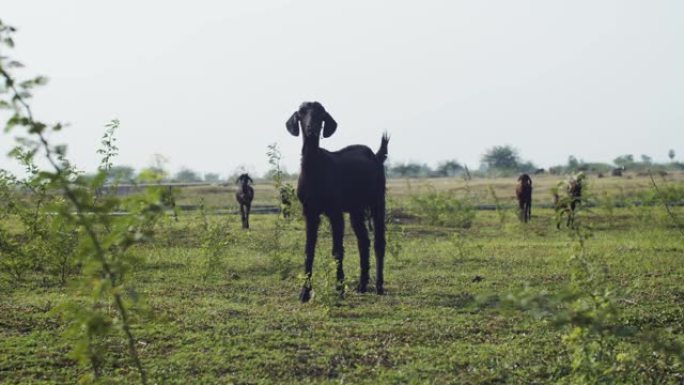 年轻的好奇山羊在乡村背景下的绿地上近距离摆姿势。
