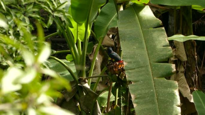 棕榈树叶子在阴影下进食的领子aracari热带鸟类
