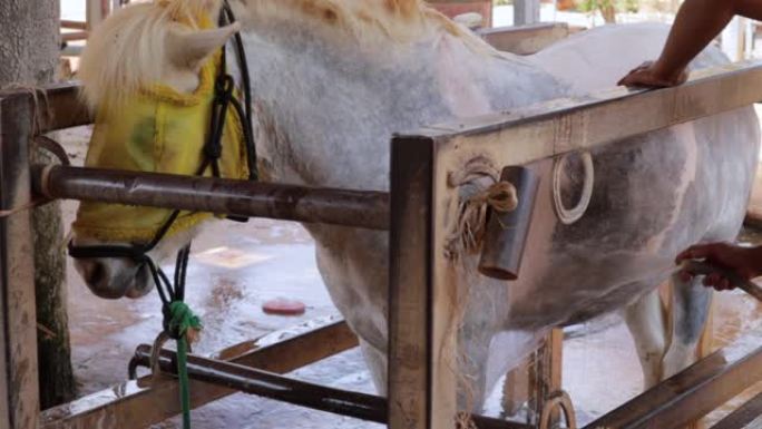 Professional pouring horse