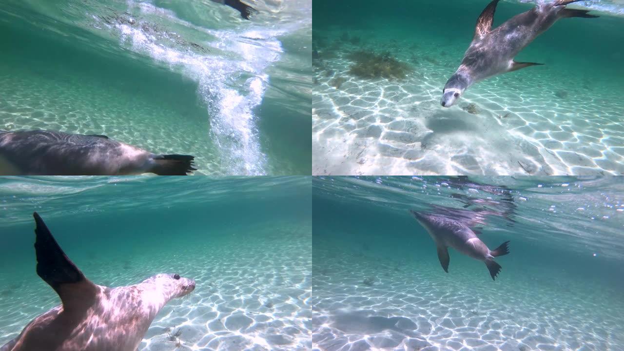 澳大利亚海狮海狮在水中自由玩耍海底世界海