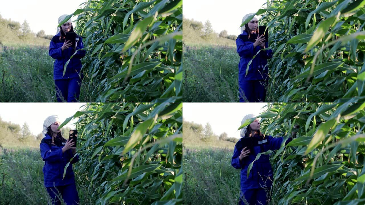 农艺师在田间通过，用他的药片分析玉米的绿色耳朵