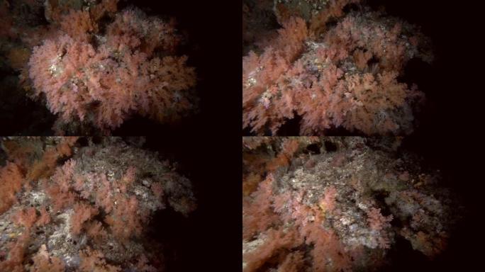 红色软珊瑚在夜晚，印度洋，马尔代夫