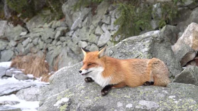 斯洛伐克高塔特拉山的岩石上睡觉和打哈欠的野生红狐狸。雪和冬天的时间