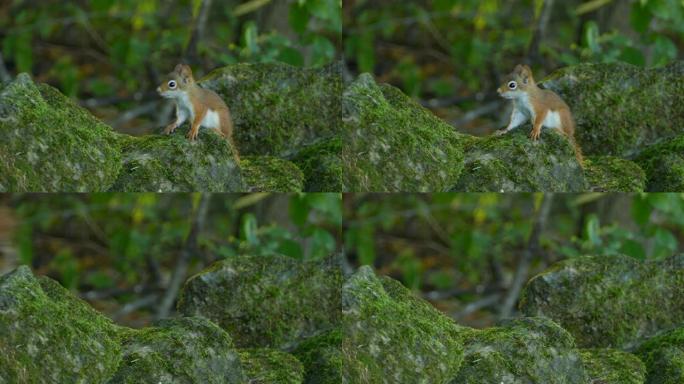 惊吓可爱的橙色和白色松鼠在森林里跳跃和逃跑