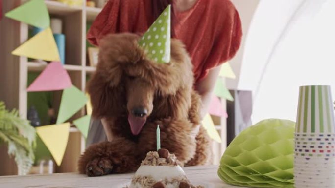 无法识别的主人庆祝她的狗的生日