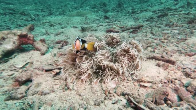 串珠海葵 (Heteractis aurora) 内的小丑鱼 (Amphiprion clarkii