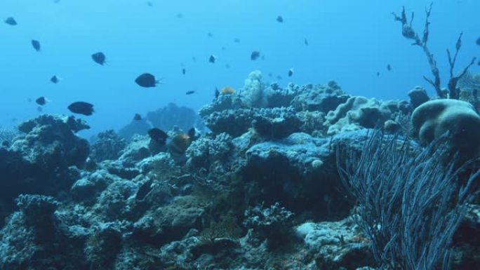 松树岛漂流潜水地点的水下镜头。以蓝色和白色软珊瑚闻名。鱼的粉丝和学校。水肺潜水视点。雪运动。