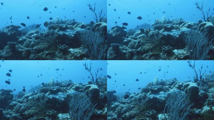 松树岛漂流潜水地点的水下镜头。以蓝色和白色软珊瑚闻名。鱼的粉丝和学校。水肺潜水视点。雪运动。