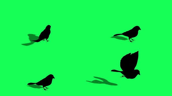鸟麻雀正在飞行剪影-绿色屏幕