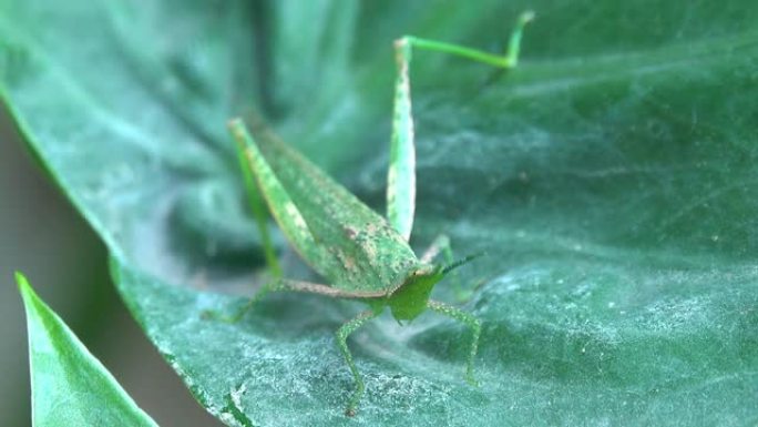 树叶上的蚱hopper