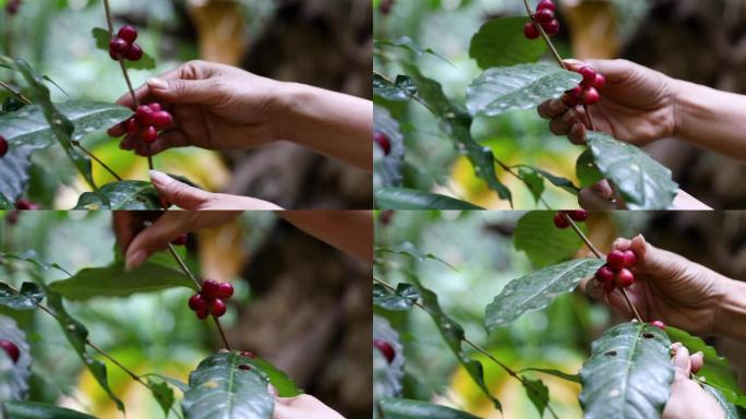 通过在泰国北部种植与森林和有机咖啡来源混合的物质，关闭典型的红樱桃类咖啡豆的分支。
