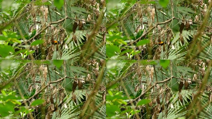 橙色黄鹂鸟在忙碌的一堆干树枝和棕榈树中略有移动
