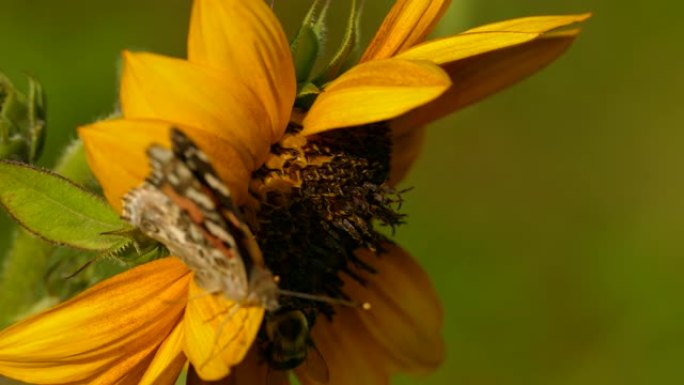 蝴蝶和大黄蜂在晚日的阳光下从同一朵花中觅食