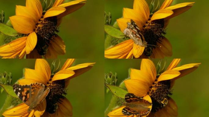 蝴蝶和大黄蜂在晚日的阳光下从同一朵花中觅食