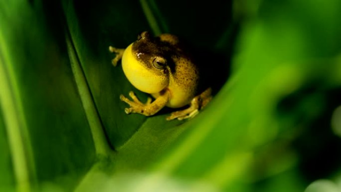 哥斯达黎加的树蛙哥斯达黎加的树蛙青蛙野生