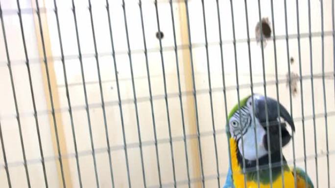 巨大的彩色蓝色和黄色金刚鹦鹉，Ara ararauna爬上金属炉排，笼子用喙和腿