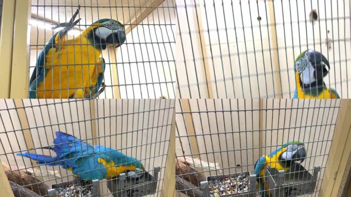 巨大的彩色蓝色和黄色金刚鹦鹉，Ara ararauna爬上金属炉排，笼子用喙和腿
