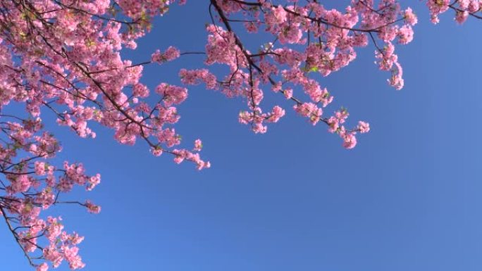 河津樱花在湛蓝的天空下