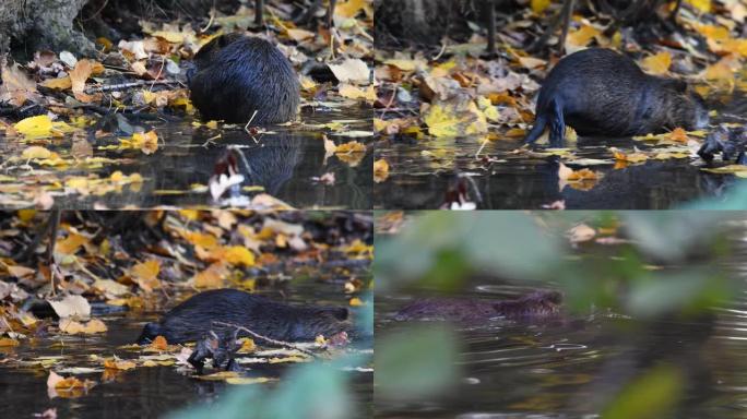 Coypu in its natural habitat