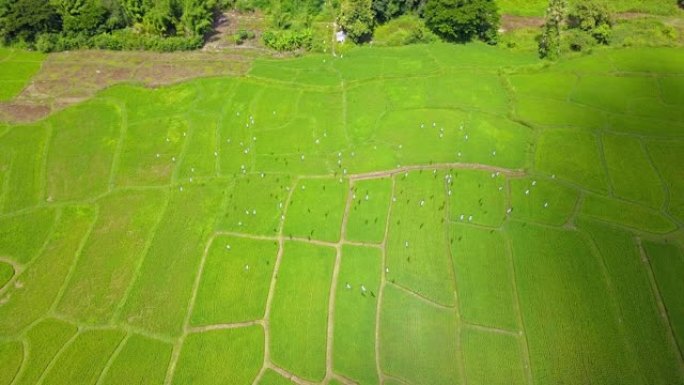 泰国北部农村地区的绿色稻田