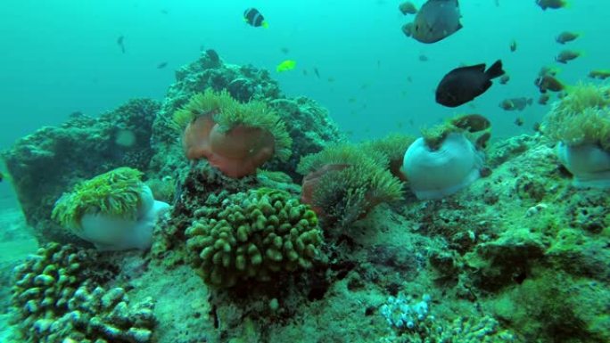 马尔代夫海葵学校和多米诺少女学校-达西卢斯trimaculatus游过海葵，印度洋，马尔代夫，亚洲