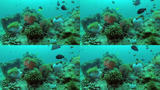 马尔代夫海葵学校和多米诺少女学校-达西卢斯trimaculatus游过海葵，印度洋，马尔代夫，亚洲