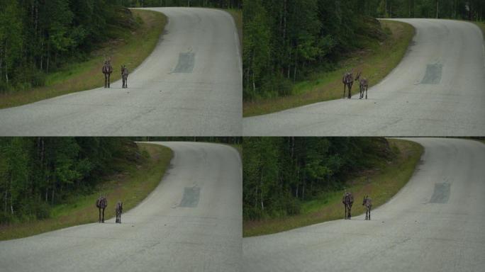 驯鹿在芬兰拉普兰的公路上行走