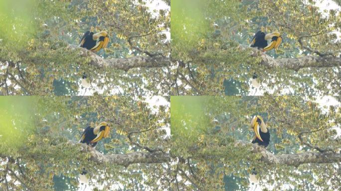 白天，在泰国亚洲考艾国家公园，在森林的树上栖息着雄性大犀鸟 (Buceros bicornis)，阳