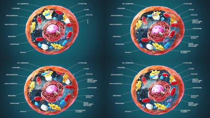 标记的真核细胞，细胞核和细胞器以及质膜-3d插图