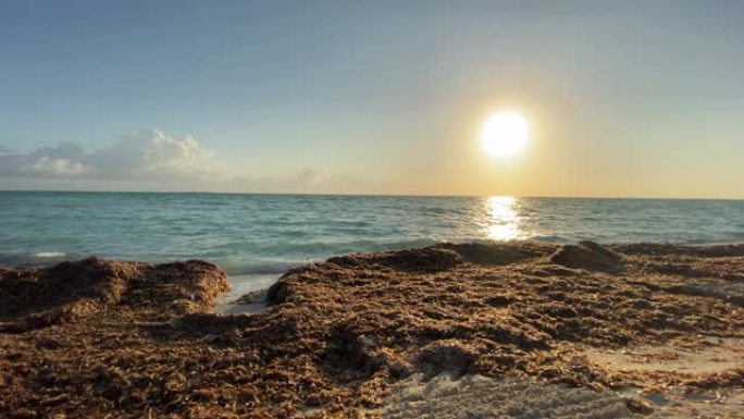 加勒比海海滩上的海草