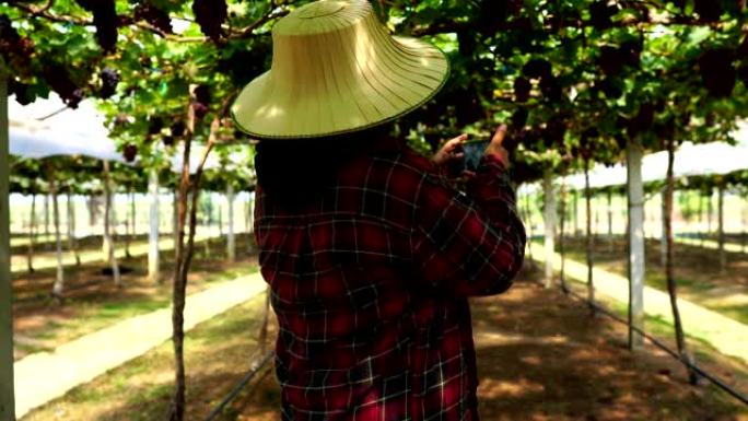 女农民正在用智能手机技术调查葡萄园