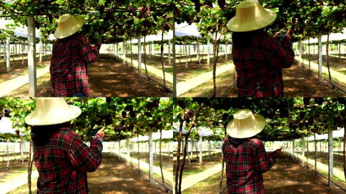 女农民正在用智能手机技术调查葡萄园