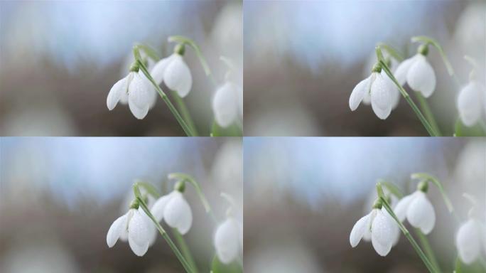 嫩嫩的春天的花朵雪花莲预示着温暖，象征着春天的到来。轻风，运动视频