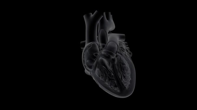人的心跳心脏模型