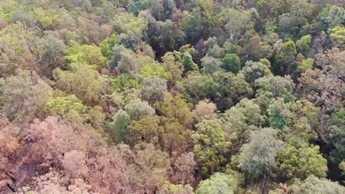 澳大利亚新南威尔士州悉尼附近一片森林的高角度空中鸟眼无人机镜头，被毁灭性的丛林大火季节2019年严重