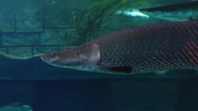 皮拉鲁库 (Arapaima gigas) 巴西最大的淡水鱼和河流湖泊。