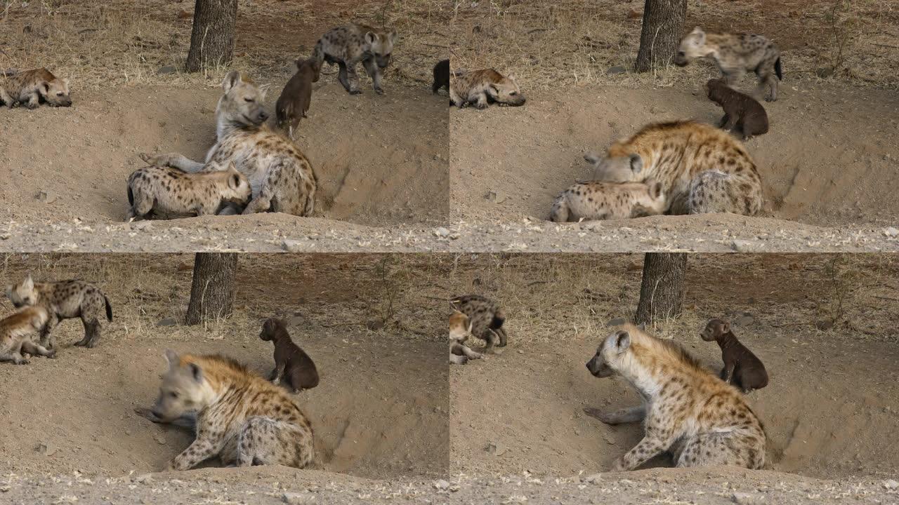 在南非克鲁格国家公园的幼犬巢穴中发现了鬣狗