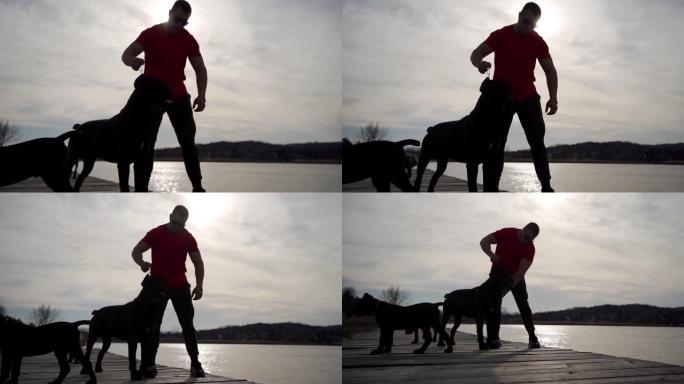 狗展训练大型烈犬锻炼剪影活动玩耍