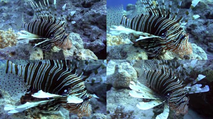 珊瑚礁中的一种狮子鱼 -- 红海埃及。4K