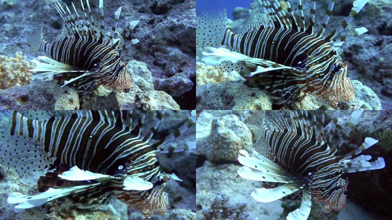 珊瑚礁中的一种狮子鱼 -- 红海埃及。4K