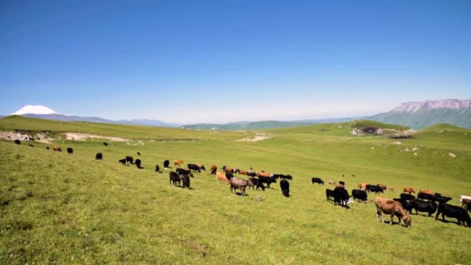 在一个阳光明媚的夏日，在岩石高原的背景下，牛在北高加索因纳尔高原脚下的高山绿色悬崖上吃草。自然养殖和