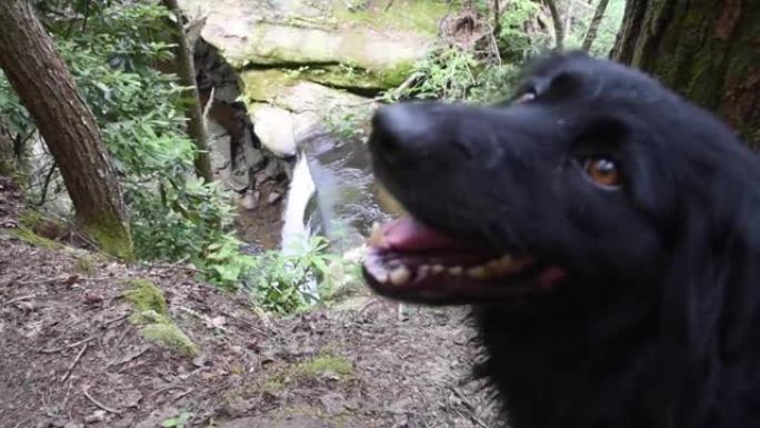 美国肯塔基州丹尼尔·布恩国家森林的狗屠宰瀑布远足