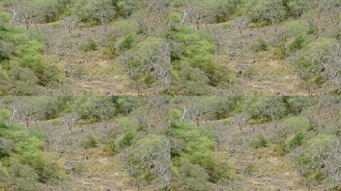 三只老虎走路大自然野外户外视频素材