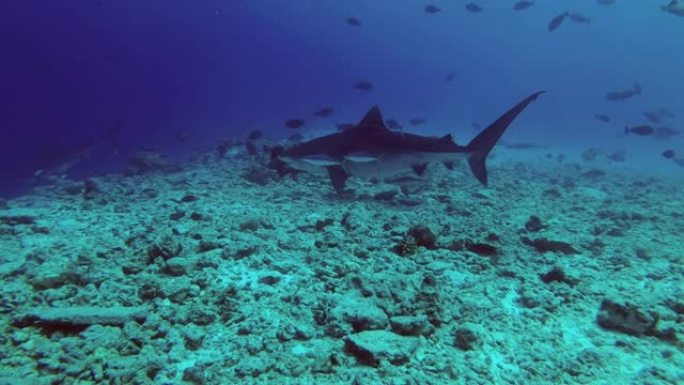 Big Tiger Shark - Galeocerdo cuvier swim over reef