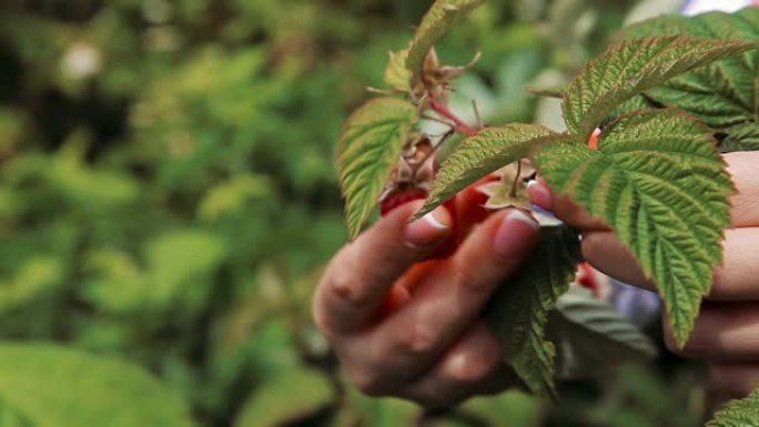 女性的手从灌木丛中采摘成熟的红覆盆子