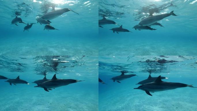 一群海豚在蓝色的水面下游泳。旋转海豚 (Stenella longirostris)，水下镜头，特写
