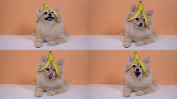 博美犬，有趣的宠物，头上有香蕉皮，看着白色和橙色背景的相机