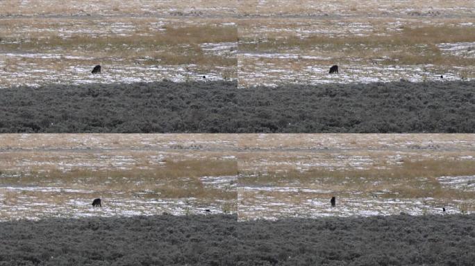 黄石公园的一只狼幼崽在雪地里挖的远射