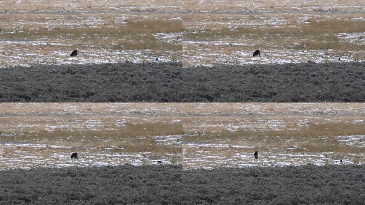 黄石公园的一只狼幼崽在雪地里挖的远射