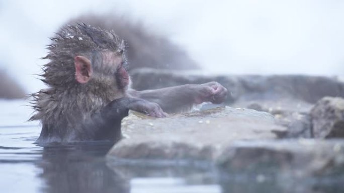 下雪了，日本小雪猴在日本中野的山上享受温泉。